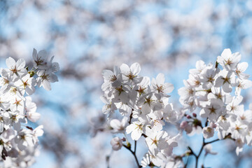 青空の下満開に咲いた桜の花