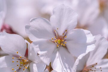 青空マクロ撮影：青空の下満開に咲いた桜の花の下満開に咲いた桜の花