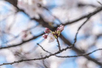 青空の下満開に咲いた桜の花