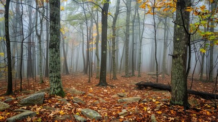 Fototapeta premium Mystical Morning Fog in the Enchanted Forest