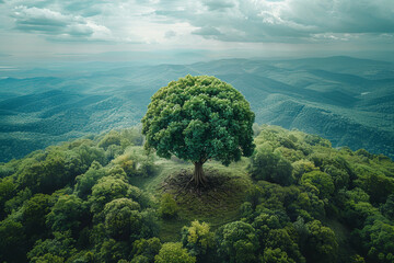 Tree is growing on a mountain top - obrazy, fototapety, plakaty