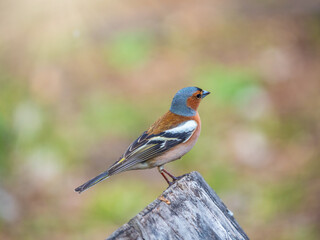 Common chaffinch, Fringilla coelebs, sits on a tree. Common chaffinch in wildlife.