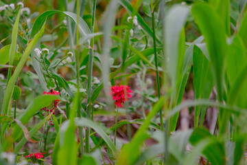 Peque&ntilde;a Flor Roja de Yuyo de Campo