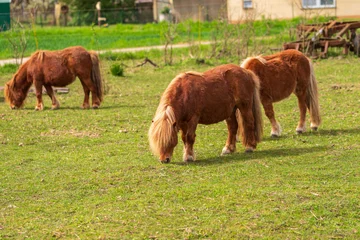 Tuinposter Grasende Ponys auf einem Bauernhof © biggi62