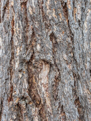 The bark of an old tree. Larch bark.