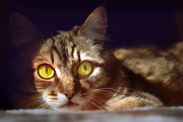 Portrait of cute cat with suspicious expression, lies and stares ahead.  Dark and moonlight
