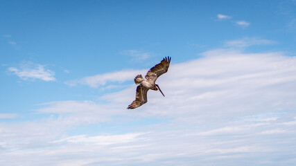 bird in flight