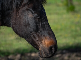 Close-up of the head of a sleeping brown mare
