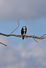 Osprey - Pandion haliaetus