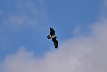 Osprey in Flight  - Pandion haliaetus