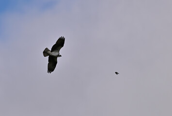 Osprey Chasing Prey  - Pandion haliaetus