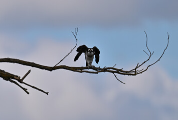 Osprey - Pandion haliaetus