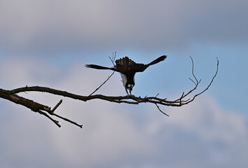 Osprey - Pandion haliaetus
