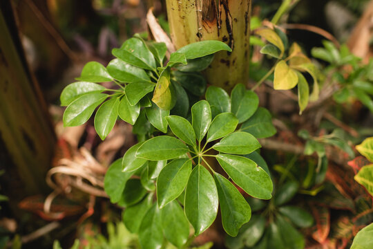 Umbrella Plant (Schefflera) growing in a tropical environment 