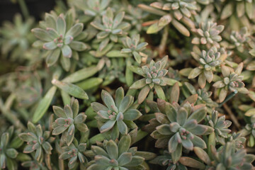 Top view of succulent rosettes, perfect for poster, background photo, calendar, graphic, or wallpaper