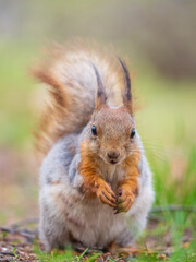 Naklejka na ściany i meble Squirrel eats a nut while sitting in green grass. Eurasian red squirrel, Sciurus vulgaris