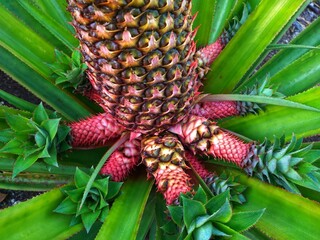 Pineapple is a tropical plant that has vitamins that are beneficial to the body.
