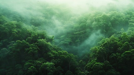 View Rainforest Background for International Day of Forests. The mystical nature of the rainforest. Beautiful nature landscape. - obrazy, fototapety, plakaty