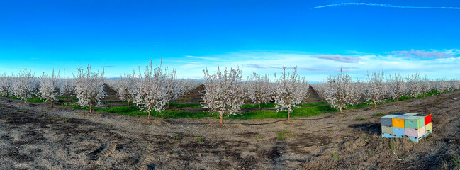 Panoramic View of an Almond Orchard with Colorful Beehives in the Right Corner. Trees in Bloom with Beautiful White Flowers. Spring of 2024, Davis California, USA.
