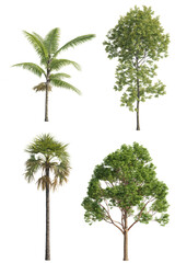 Various trees on transparent background, cutouts 3D rendering for architecture visualization, presentation background, 2D or 3D illustration & digital composition