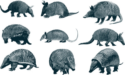 Armadillo vector graphic 