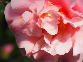 ピンク色の椿の花
