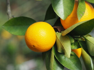 ネーブルオレンジの木