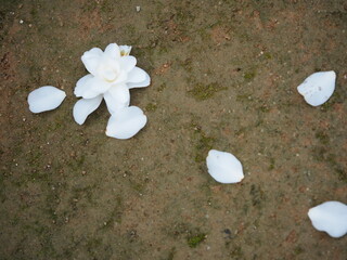 地面に落ちた白い椿の花