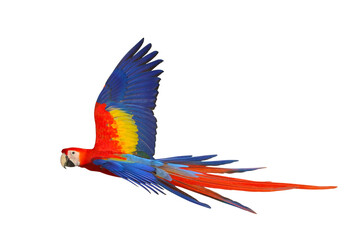 Obraz premium Colorful flying Scarlet Macaw parrot isolated on transparent background png file