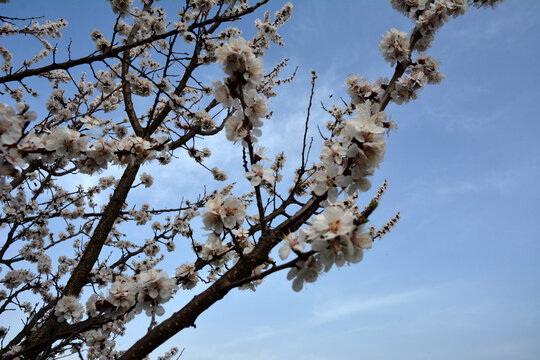 Branches of Prunus armeniaca in full bloom