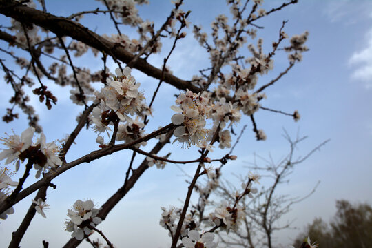 Branches of Prunus armeniaca in full bloom