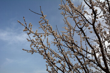 Branches of Prunus armeniaca in full bloom