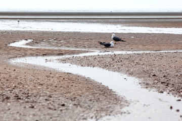View of the seagull on the sand beach