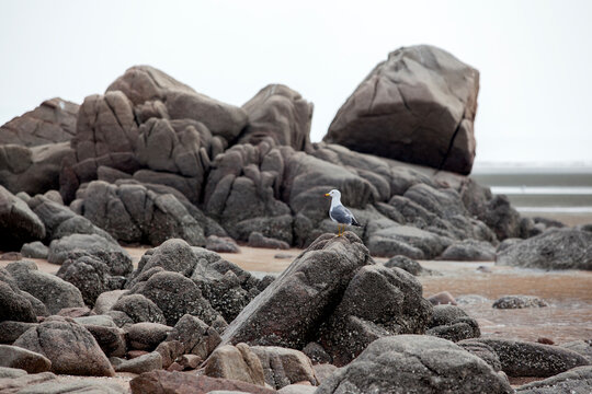 View of a seagull on the rocks at the seaside