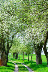 the longest apple tree avenue of upper austria in grieskirchen, st. georgen, 