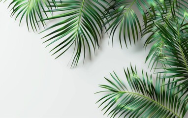 Green leaves isolated on white background and free copy space