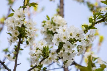 Flowering branches of fruit trees
