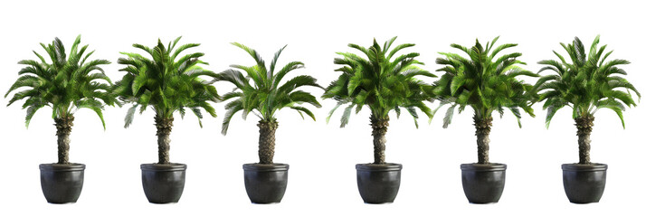 HD Potted Palm Trees