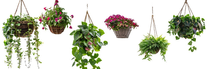 HD Hanging Basket Plants - obrazy, fototapety, plakaty