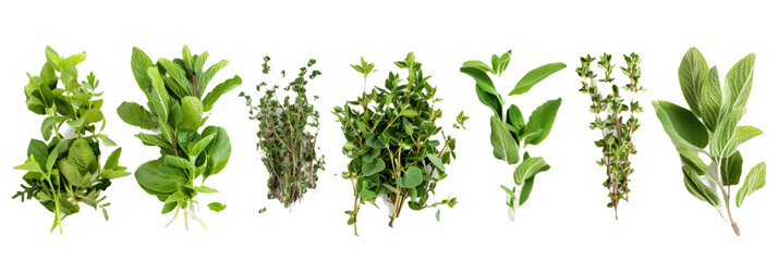 Fototapeta premium HD Aromatic Herbs