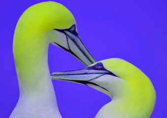 Northern Gannet Pair