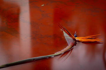 Long exposure photograph of a Strelitzia Nicolai lying on a stoep (Veranda) in the rain, creating a...