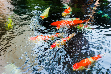 Obraz na płótnie Canvas Japan koi fish swimming in a black pond,River pond decorative orange underwater fishes nishikigoi,Overhead view of fancy carps in an artificial pond, view from above.