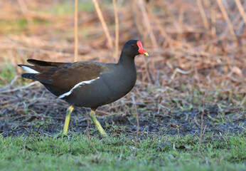 Common moorhen