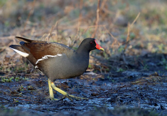 Fototapeta premium Common moorhen