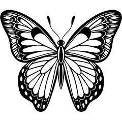 black and white butterfly