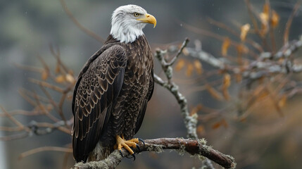 Obraz premium Portrait of majestic American bald eagle perched on branch, symbolizing wildlife in USA