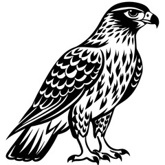 eagle isolated on white