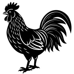 rooster isolated on white background