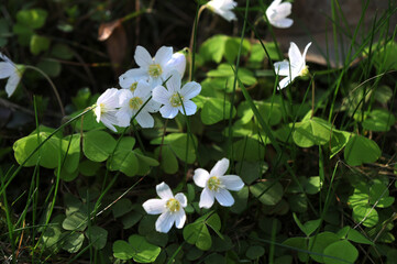 Blooming Common Oxalis (Oxalis acetosella L.)